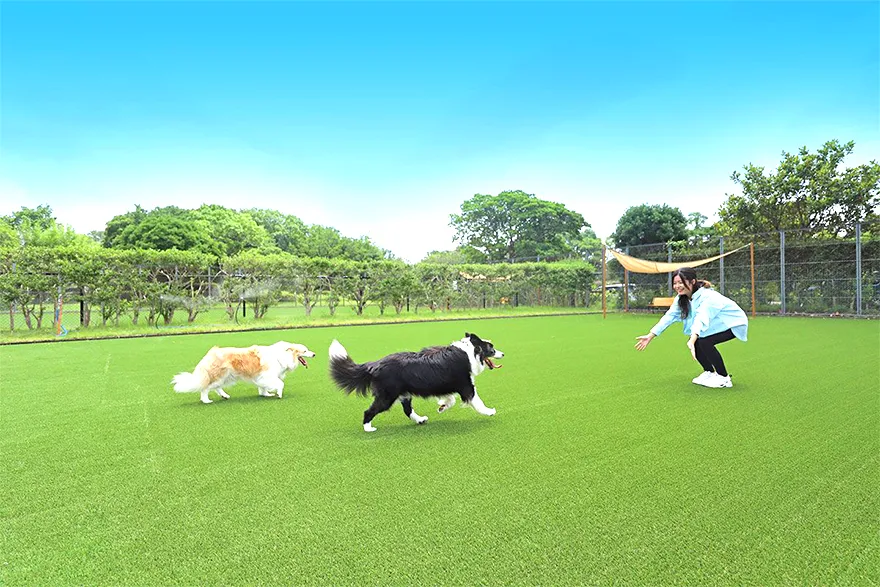 自然を感じられる開放的な空間の中で、愛犬とともにのびのびと遊びながら過ごすことができます。